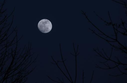 birds and moon 2012 188 (2)